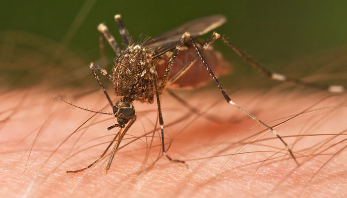 Picadura de mosquito