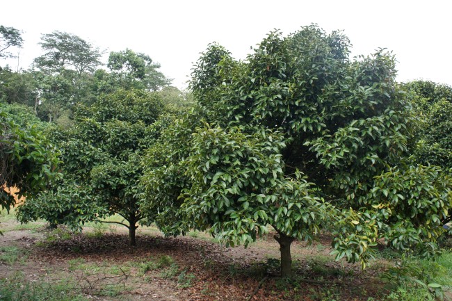 garcinia-cambogia-plantacion