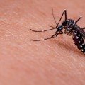 mosquito